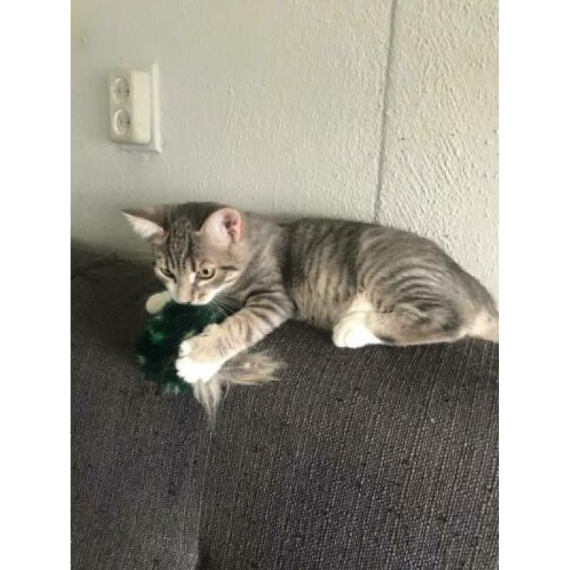 Kitten