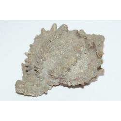 Antiek Schelp Murex Regius ***** MINT STAAT *****