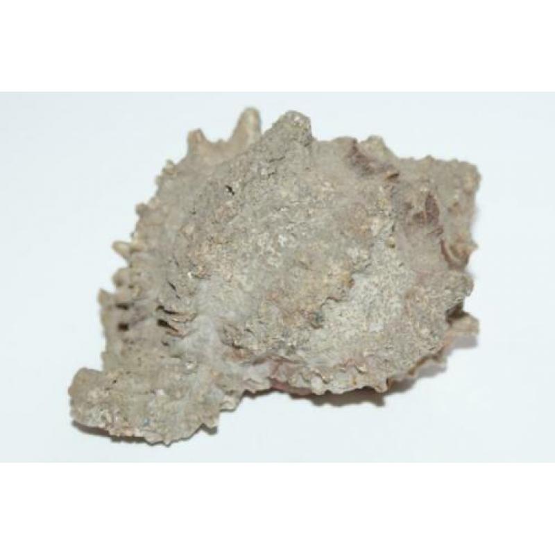 Antiek Schelp Murex Regius ***** MINT STAAT *****