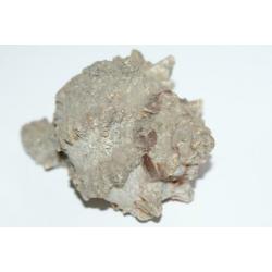 Antiek Schelp Murex Regius ***** MINT STAAT *****