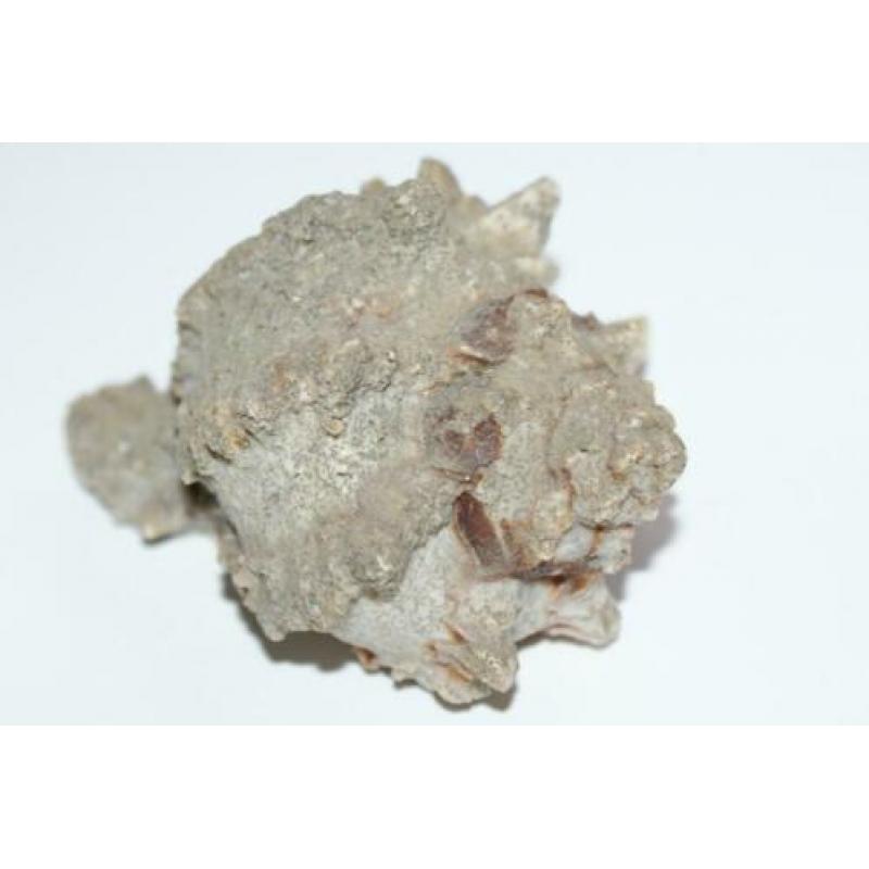 Antiek Schelp Murex Regius ***** MINT STAAT *****