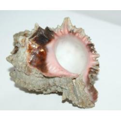 Antiek Schelp Murex Regius ***** MINT STAAT *****