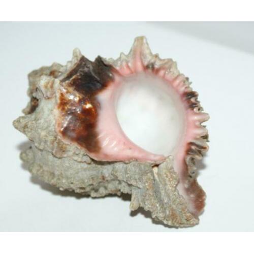 Antiek Schelp Murex Regius ***** MINT STAAT *****
