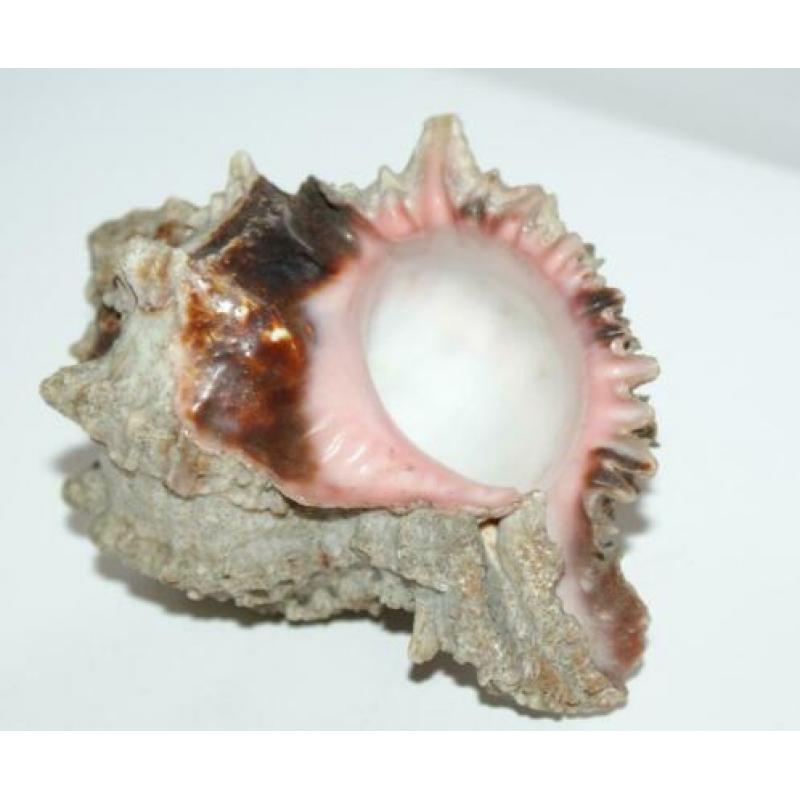 Antiek Schelp Murex Regius ***** MINT STAAT *****