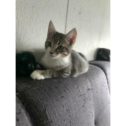 Kitten