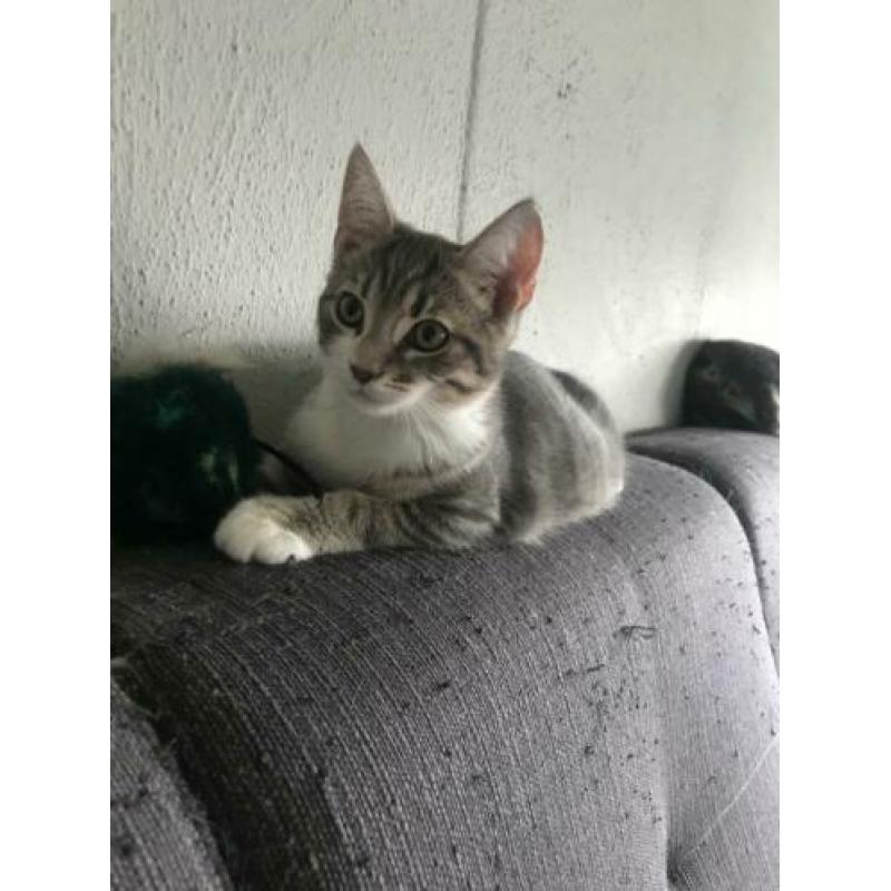 Kitten