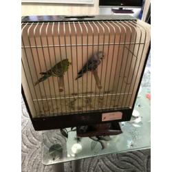 Koppel grasparkieten met vogel kooi