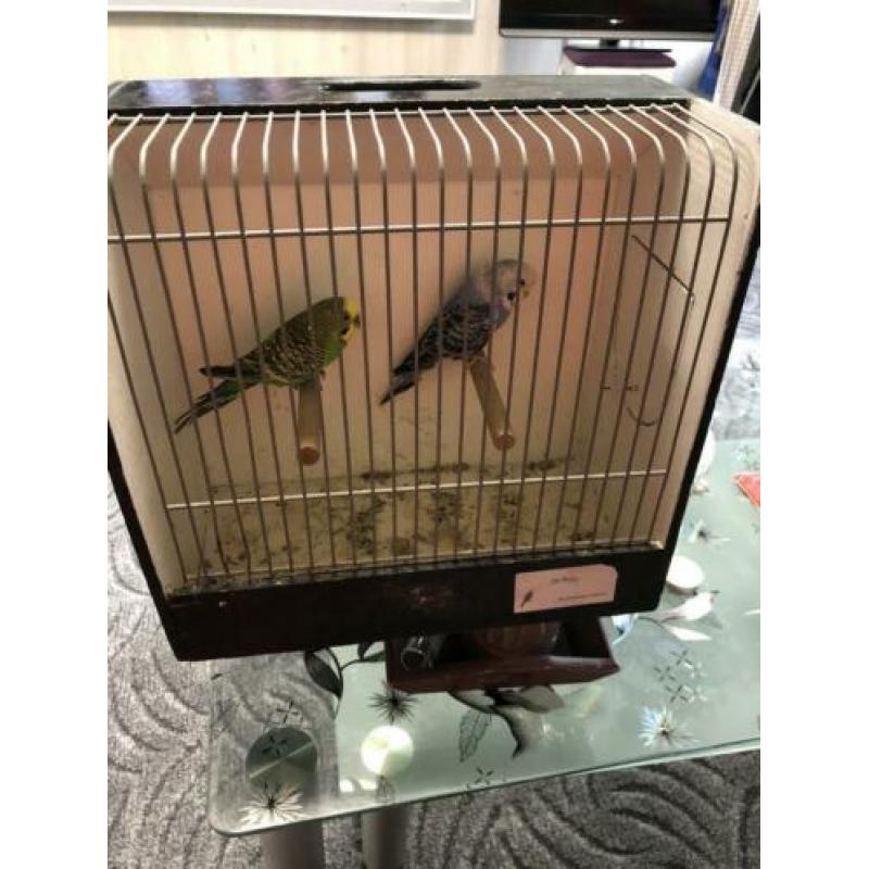 Koppel grasparkieten met vogel kooi