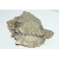 Antiek Schelp Murex Regius ***** MINT STAAT *****
