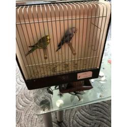 Koppel grasparkieten met vogel kooi