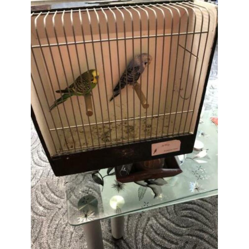 Koppel grasparkieten met vogel kooi