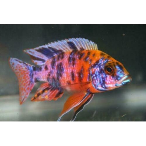 Prachtige collectie met (malawi) cichlides