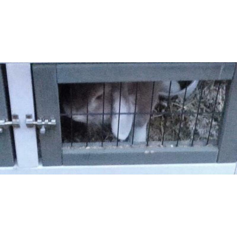 hamster en konijn te koop