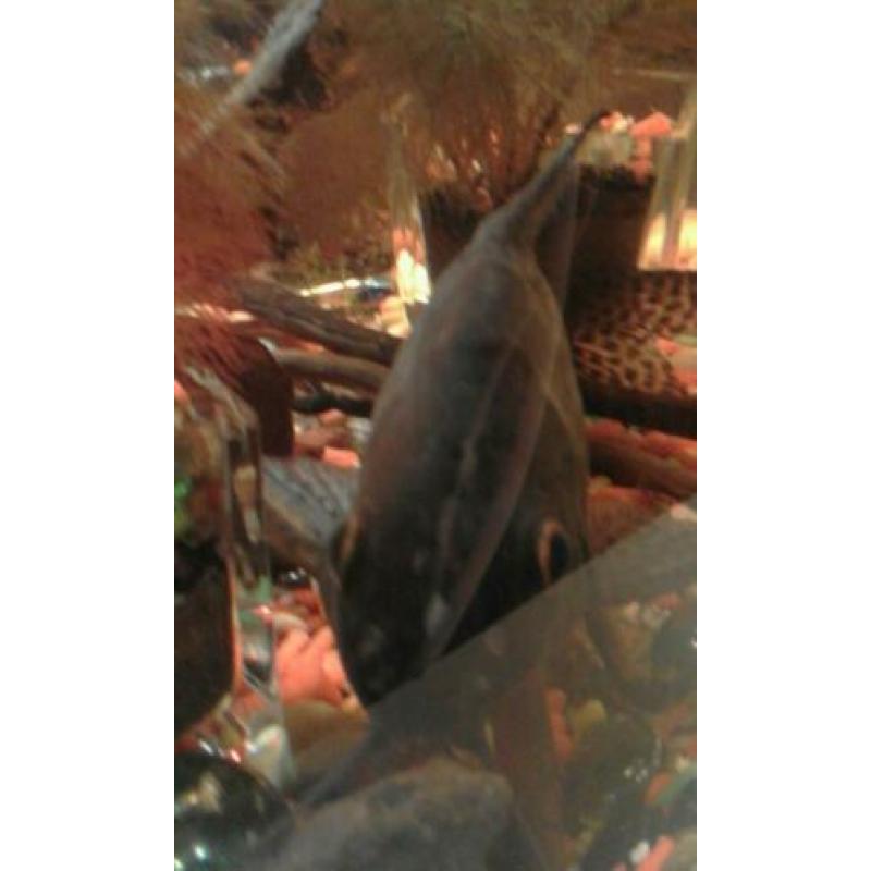 Syndontis eupterus featherfin cat 20 cm