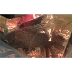 Syndontis eupterus featherfin cat 20 cm
