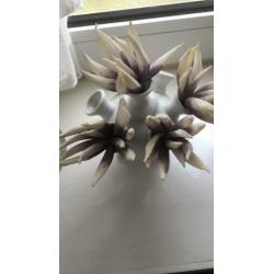 Twee leuke tulpen vaasjes verschillende hoogte