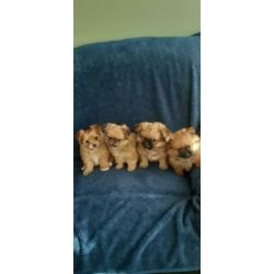 Te koop mooie mix Pomeriaan shiz-tzu