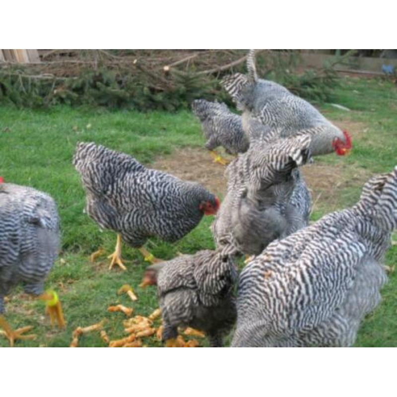 AmrockKippen,Barnevelder,Araucana,Welsumer,Sussex,Marans.