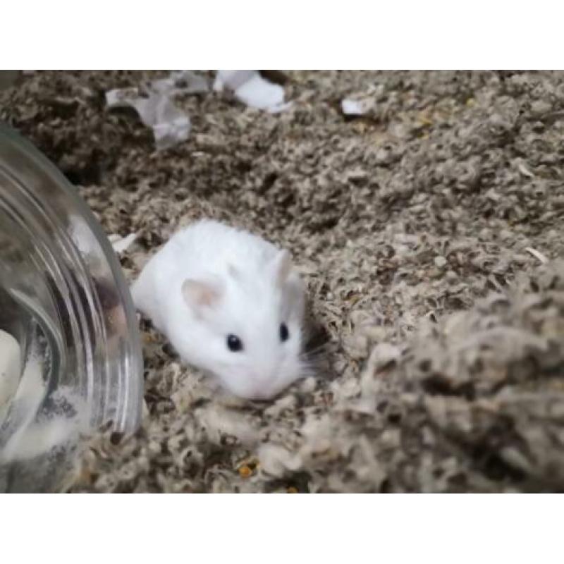 Robrovski dwerghamster zoekt nieuw huisje!