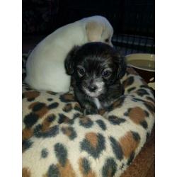 Schattige boomer pups