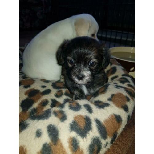 Schattige boomer pups