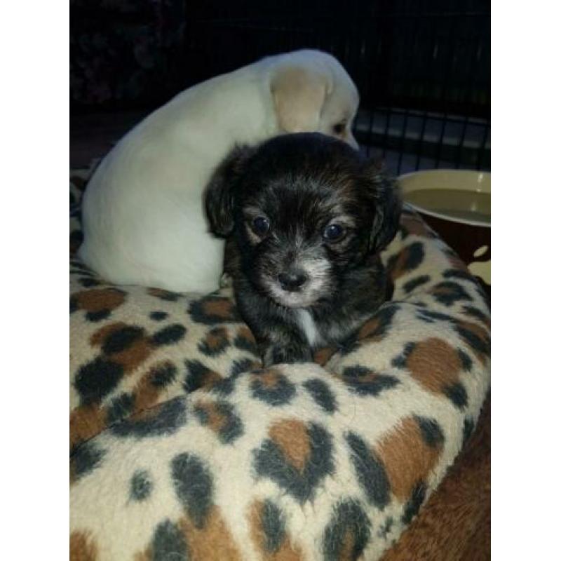 Schattige boomer pups