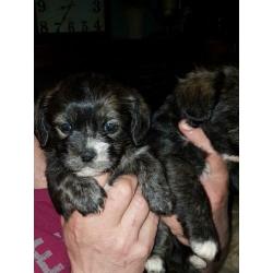 Schattige boomer pups