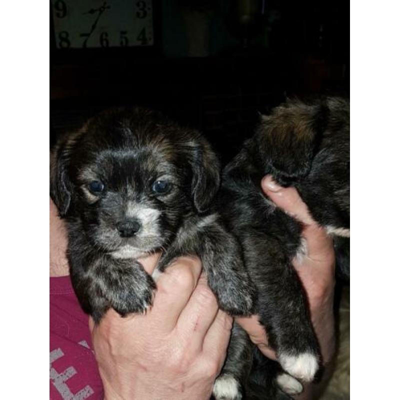 Schattige boomer pups