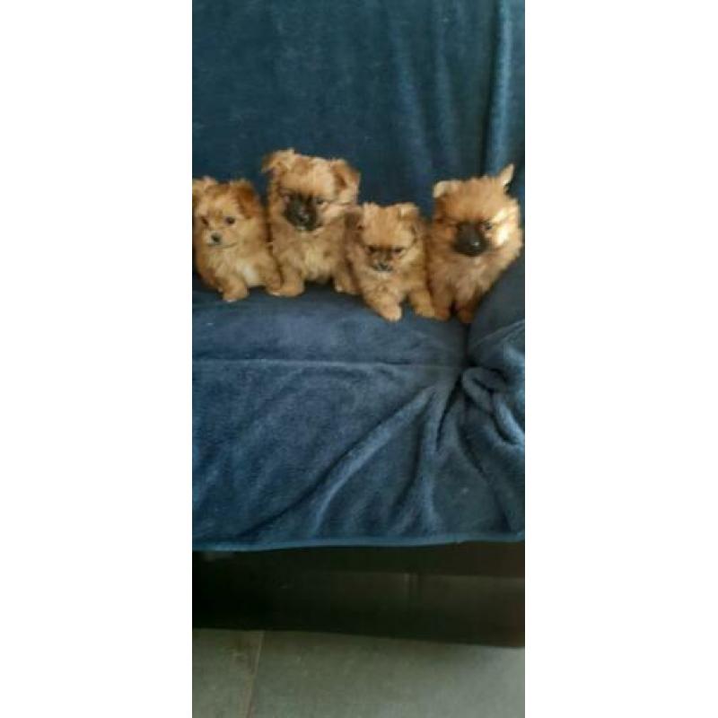 Te koop mooie mix Pomeriaan shiz-tzu