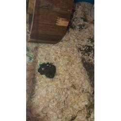 hamster en konijn te koop