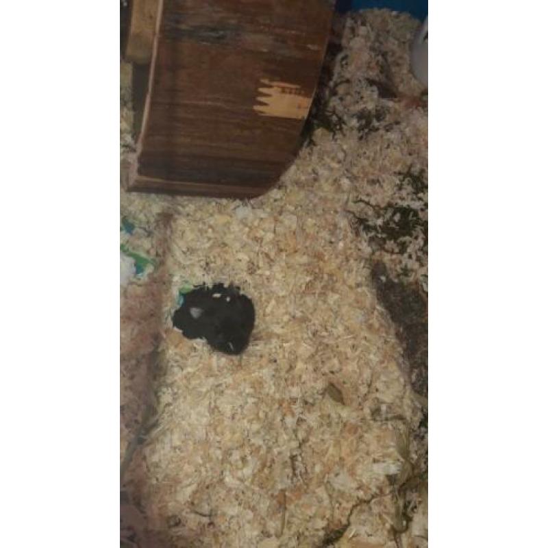 hamster en konijn te koop