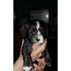 Schattige boomer pups