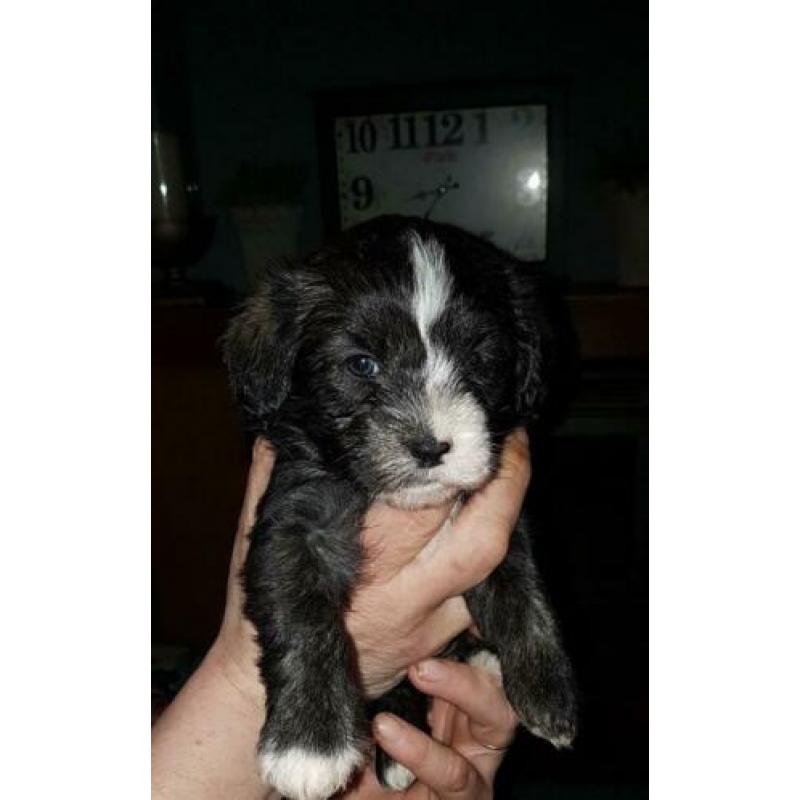 Schattige boomer pups