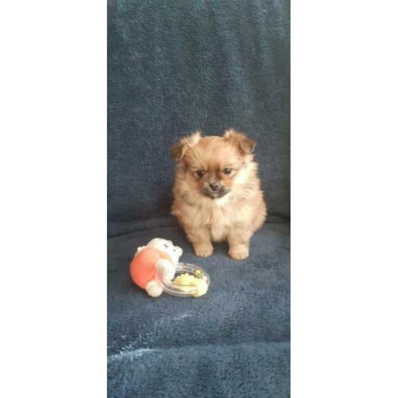 Te koop mooie mix Pomeriaan shiz-tzu