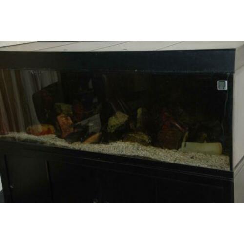 aquarium 180 x 60 x 60 Tanganyika, Juliochromis Marlieri