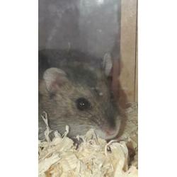 hamster en konijn te koop