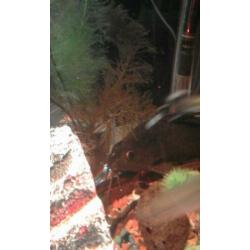 Syndontis eupterus featherfin cat 20 cm