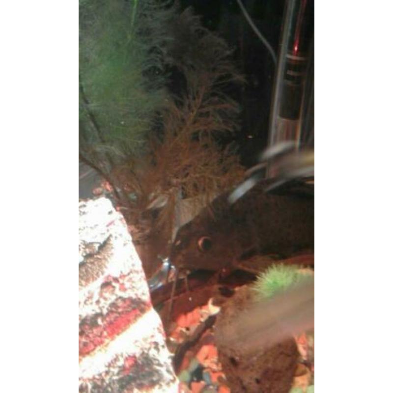 Syndontis eupterus featherfin cat 20 cm