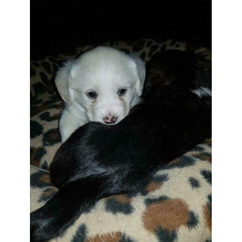 Schattige boomer pups