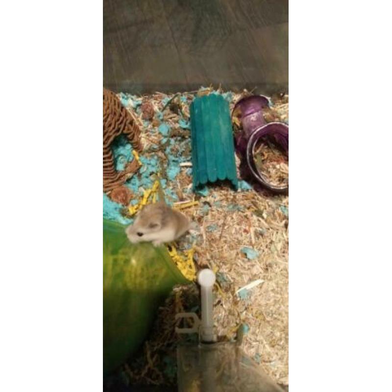 hamster en konijn te koop