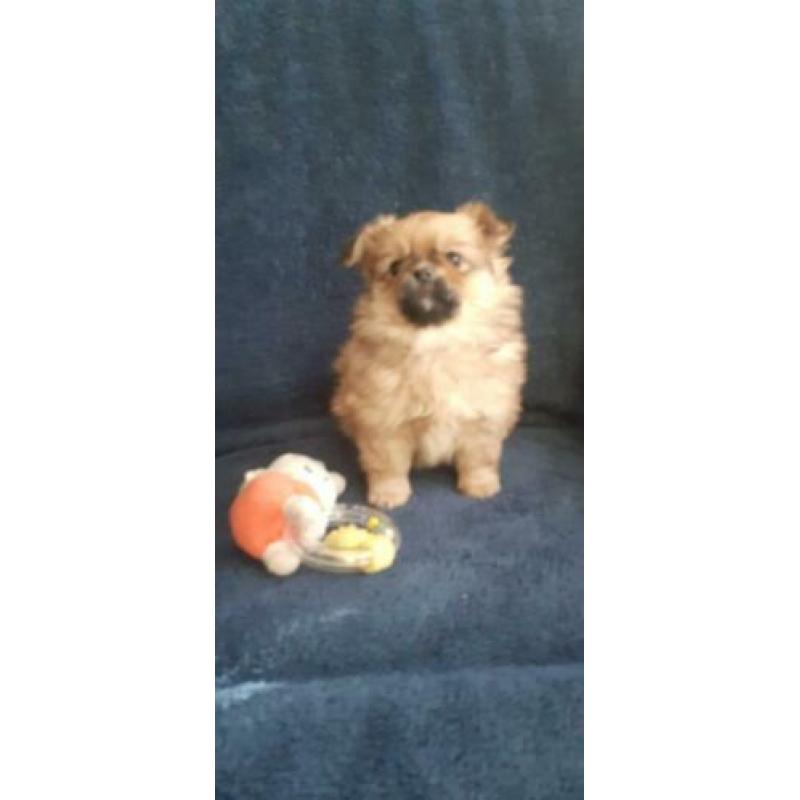 Te koop mooie mix Pomeriaan shiz-tzu