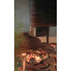 Syndontis eupterus featherfin cat 20 cm