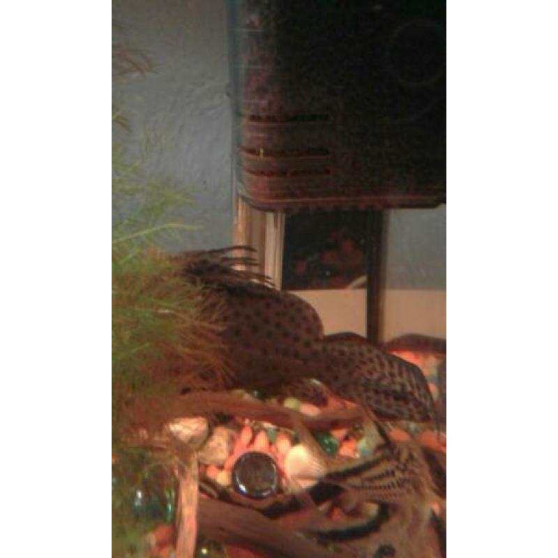 Syndontis eupterus featherfin cat 20 cm