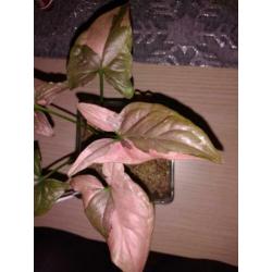 Syngonium red spot