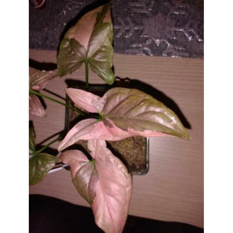 Syngonium red spot