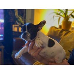 Fransebulldog pups beschikbaar