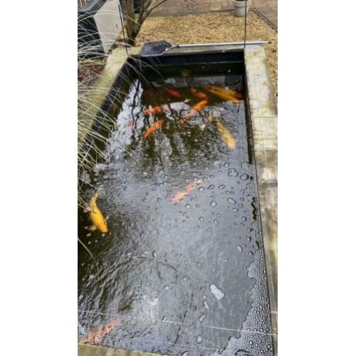 Koi’s 10 stuks