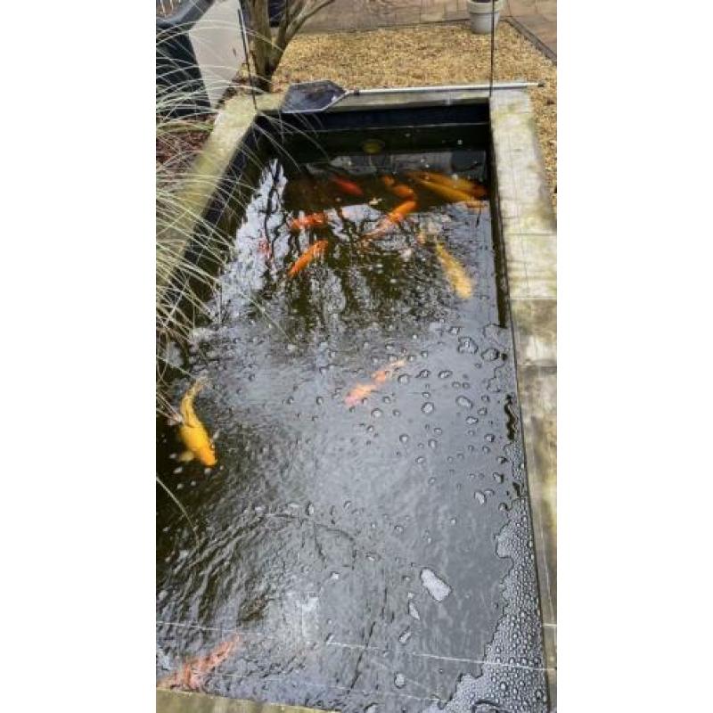 Koi’s 10 stuks