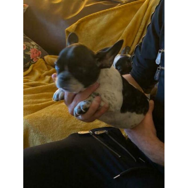 Fransebulldog pups beschikbaar