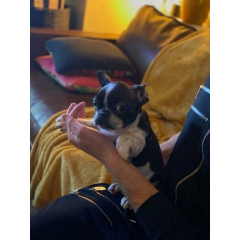 Fransebulldog pups beschikbaar